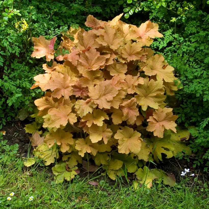 Heuchera Caramel - Purpurglöckchen (Hafen)