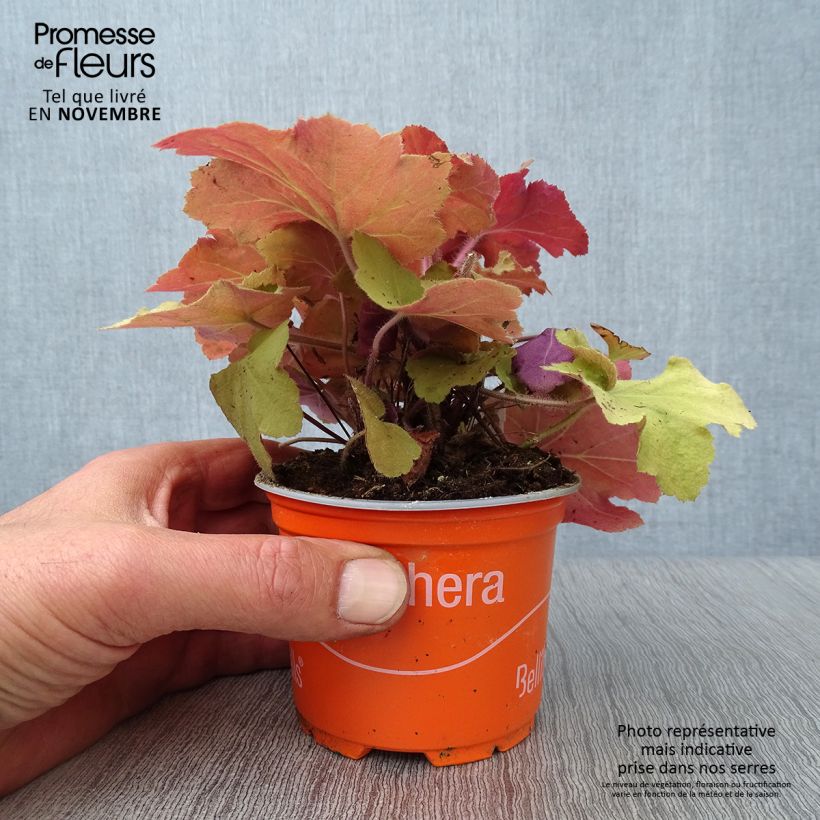 Exemplar von Heuchera Caramel - Purpurglöckchen wie im Herbst geliefert