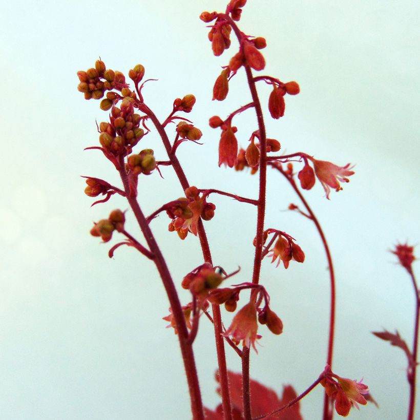 Heuchera Cherry Cola - Purpurglöckchen (Blüte)