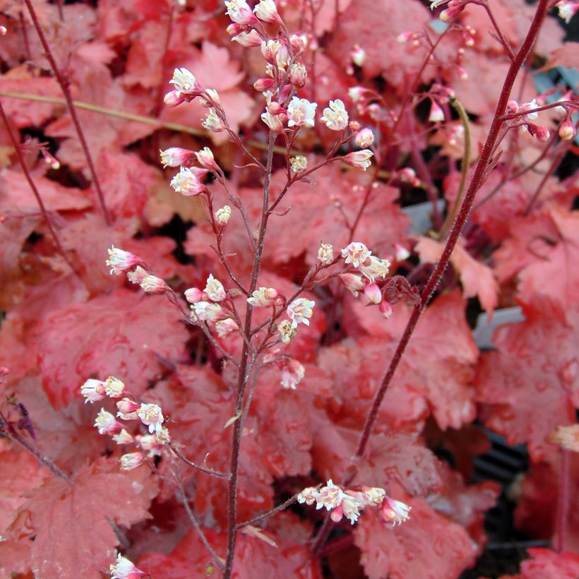 Heuchera Fire Chief - Purpurglöckchen (Blüte)