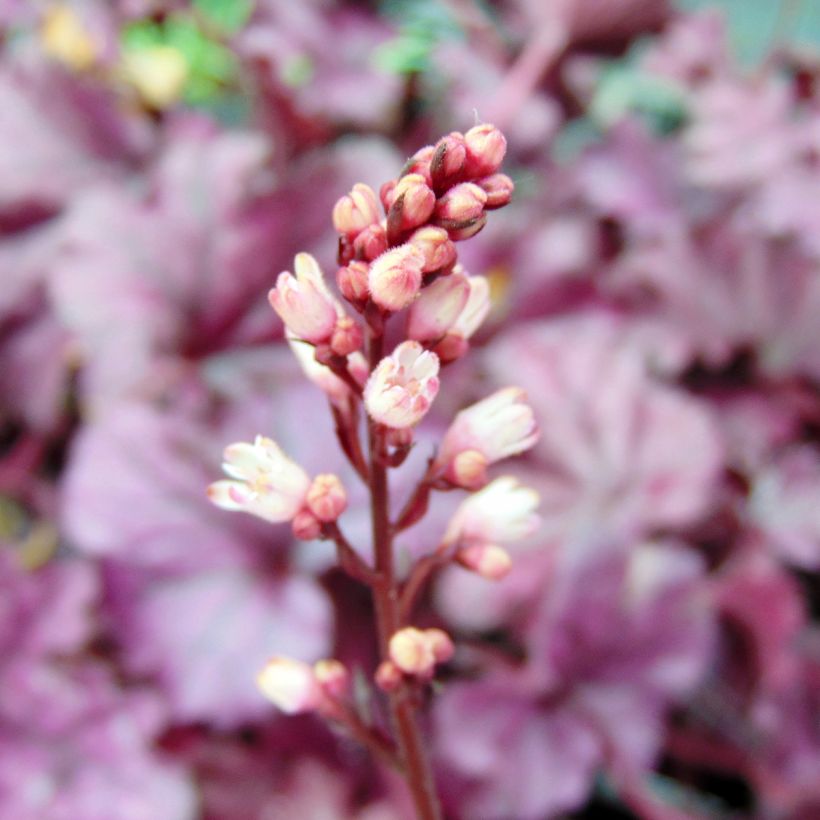 Heuchera Forever Purple - Purpurglöckchen (Blüte)