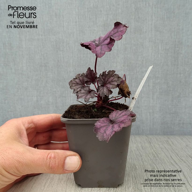 Exemplar von Heuchera Forever Purple - Purpurglöckchen wie im Herbst geliefert