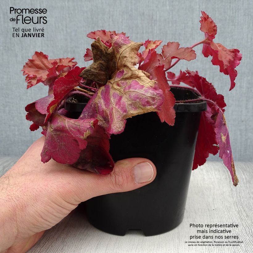 Exemplar von Heuchere - Heuchera Forever Red Pot de 1.5L./2L. wie im Winter geliefert