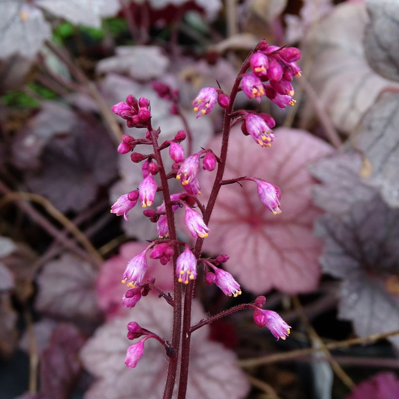 Heuchera Georgia Plum - Purpurglöckchen (Blüte)