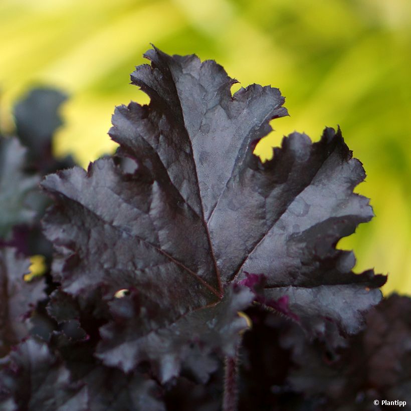 Heuchera Dark Secret - Purpurglöckchen (Laub)