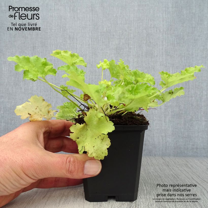 Exemplar von Heuchera Lime Rickey - Purpurglöckchen wie im Herbst geliefert