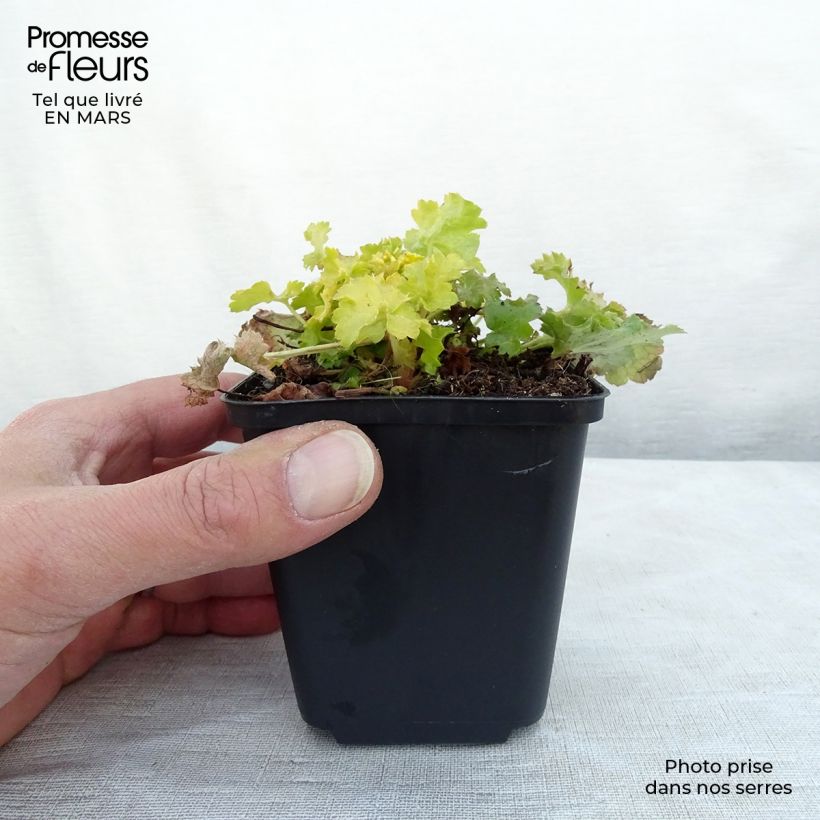 Exemplar von Heuchère - Heuchera Lime Rickey Godet de 9cm wie im Winter geliefert