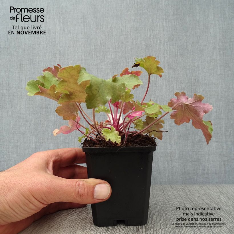 Exemplar von Heuchera Marmelade - Purpurglöckchen wie im Herbst geliefert