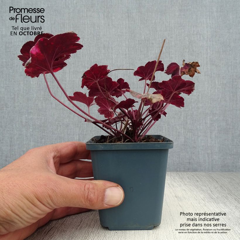 Exemplar von Heuchera Midnight Rose - Purpurglöckchen wie im Herbst geliefert