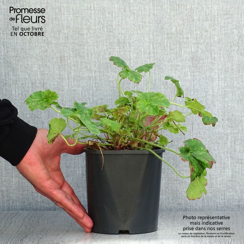 Exemplar von Heuchère -  Heuchera Miracle en pot de 2L/3L wie im Herbst geliefert