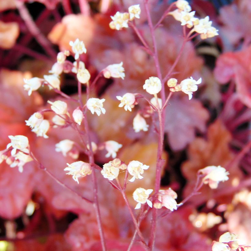 Heuchera Peach flambé - Purpurglöckchen (Blüte)