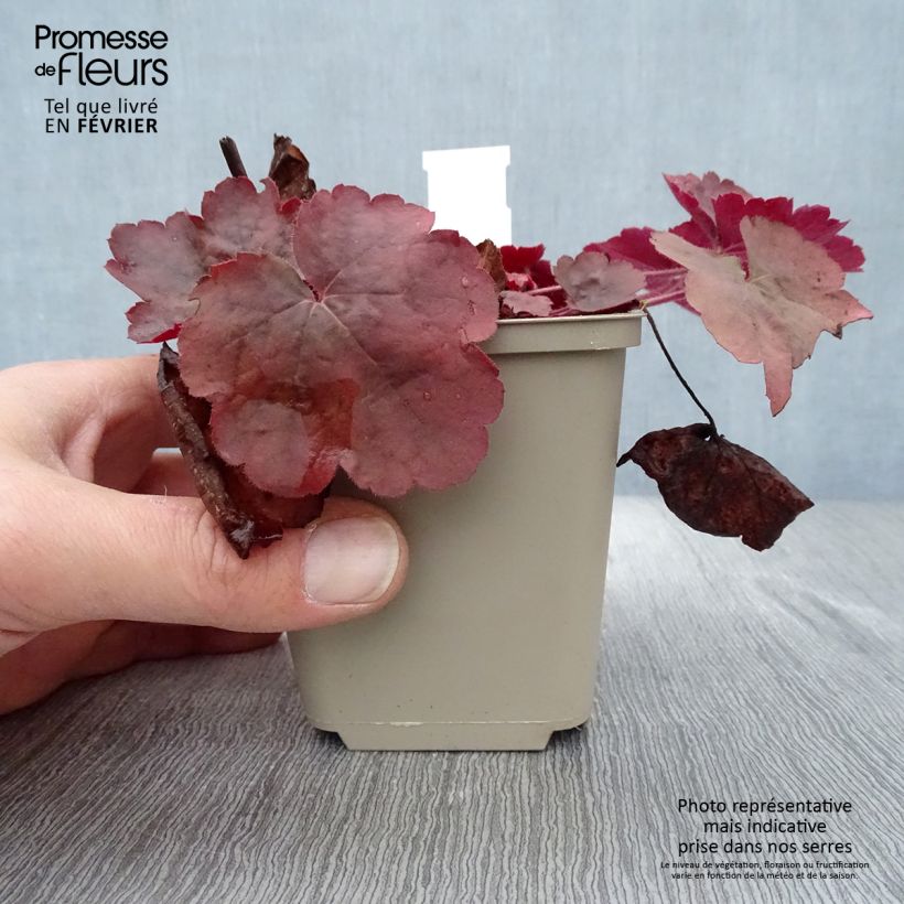 Exemplar von Heuchera Pink Pearls - Purpurglöckchen wie im Winter geliefert