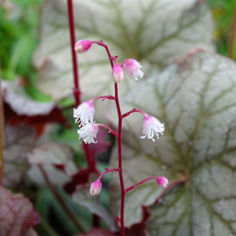 Heuchera Pinot Gris - Purpurglöckchen (Blüte)