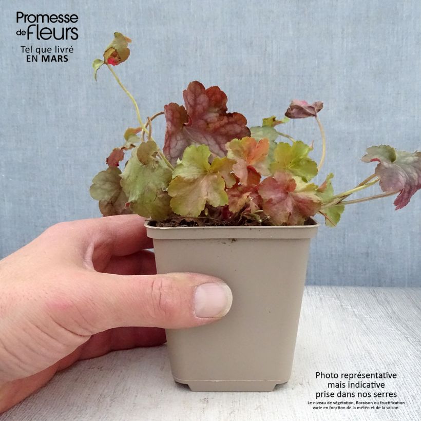 Exemplar von Heuchera Pinot Gris - Purpurglöckchen Kleine Töpfe von 8/9 cm wie im Frühjahr geliefert