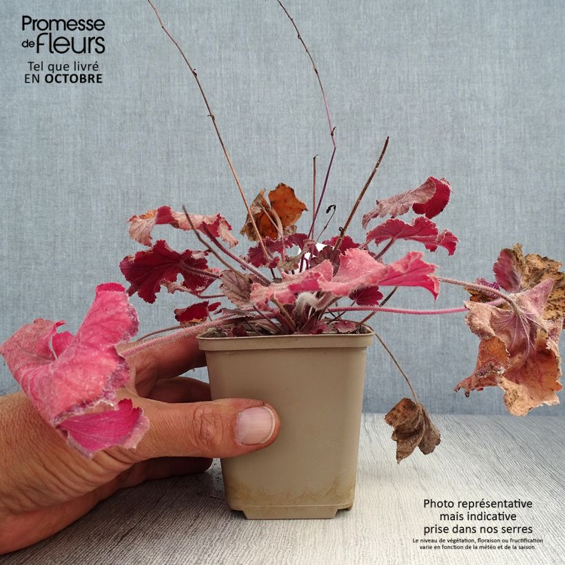 Exemplar von Heuchère - Heuchera Pinot Noir Godet de 9cm wie im Herbst geliefert