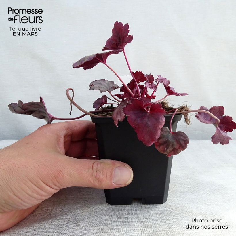 Exemplar von Heuchère - Heuchera Plum Royale Godet de 9cm wie im Winter geliefert