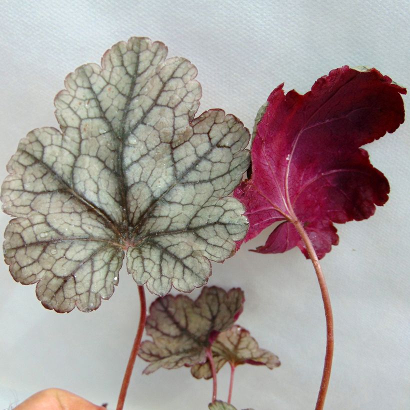 Heuchera Prince of Silver - Purpurglöckchen (Laub)