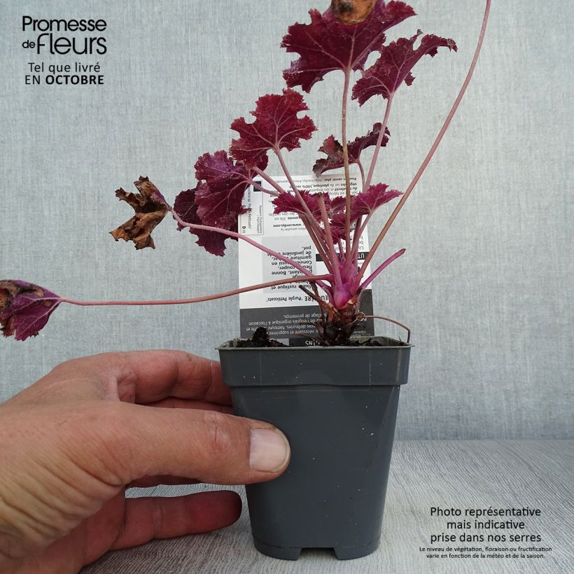 Exemplar von Heuchère - Heuchera Purple Petticoats Godet de 9cm wie im Herbst geliefert