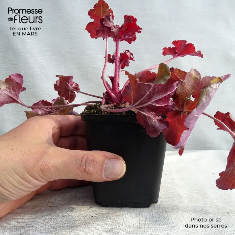 Exemplar von Heuchera Red Sea - Purpurglöckchen wie im Winter geliefert