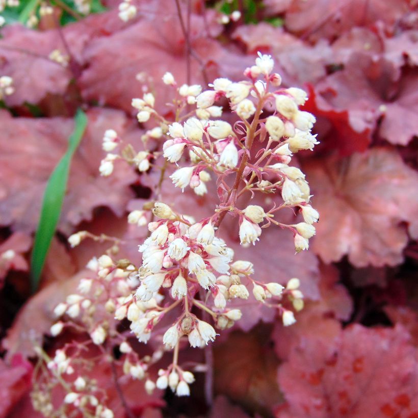 Heuchera Rio - Purpurglöckchen (Blüte)