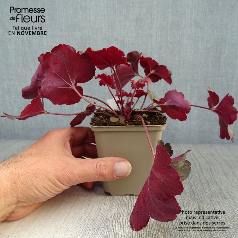 Exemplar von Heuchera Root Beer - Purpurglöckchen wie im Herbst geliefert