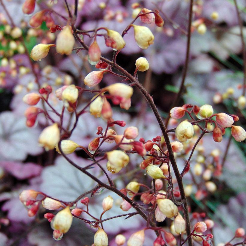 Heuchera Sugar Plum - Purpurglöckchen (Blüte)