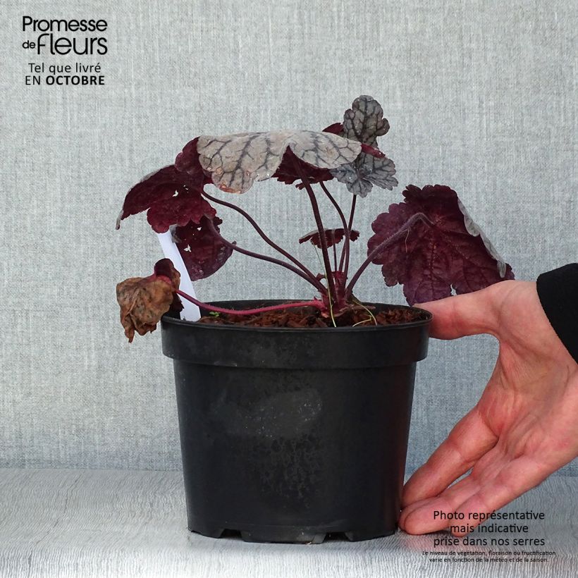 Exemplar von Heuchera Sugar Plum - Purpurglöckchen wie im Herbst geliefert