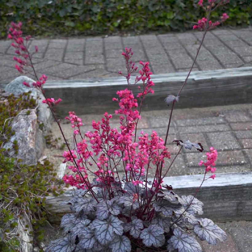 Heuchera Timeless Treasure® - Purpurglöckchen (Hafen)