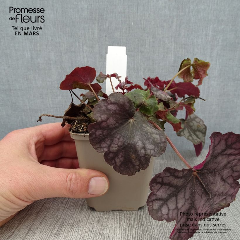 Exemplar von Heuchera Velvet Night - Purpurglöckchen wie im Winter geliefert