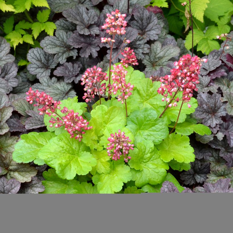 Heuchera Little Cuties Sweet Tart - Purpurglöckchen (Hafen)