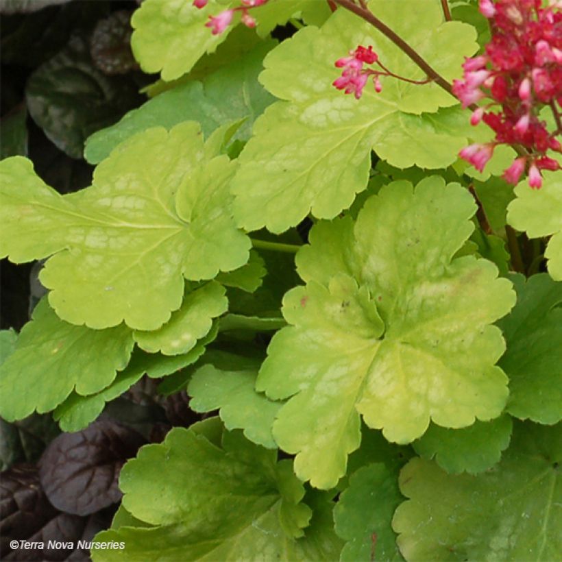 Heuchera Little Cuties Sweet Tart - Purpurglöckchen (Laub)