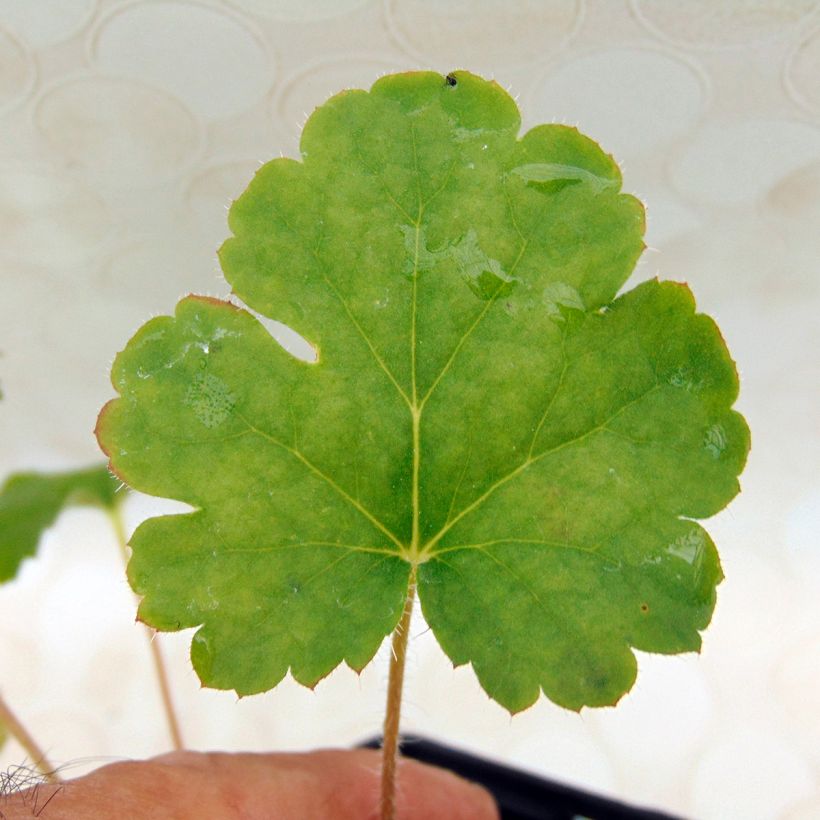 Heuchera sanguinea Leuchtkäfer - Purpurglöckchen (Laub)