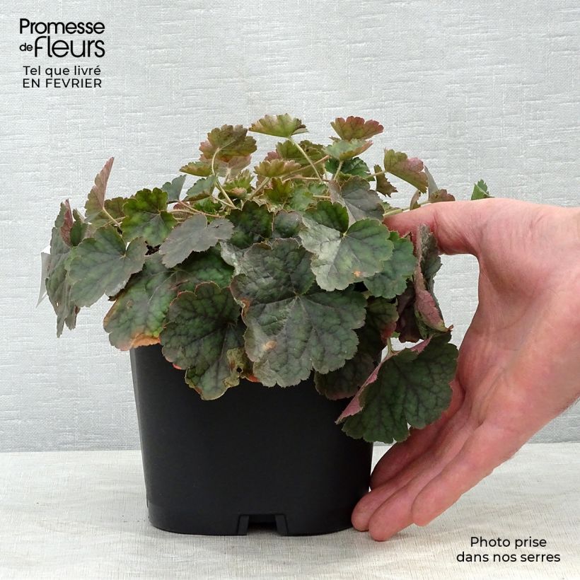 Exemplar von Heuchère rouge sang - Heuchera sanguinea Leuchtkäfer en pot de 2/3 litres wie im Winter geliefert