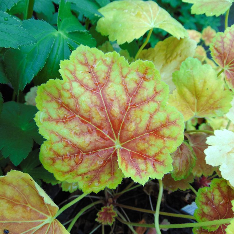 Heuchera Tiramisu - Purpurglöckchen (Laub)