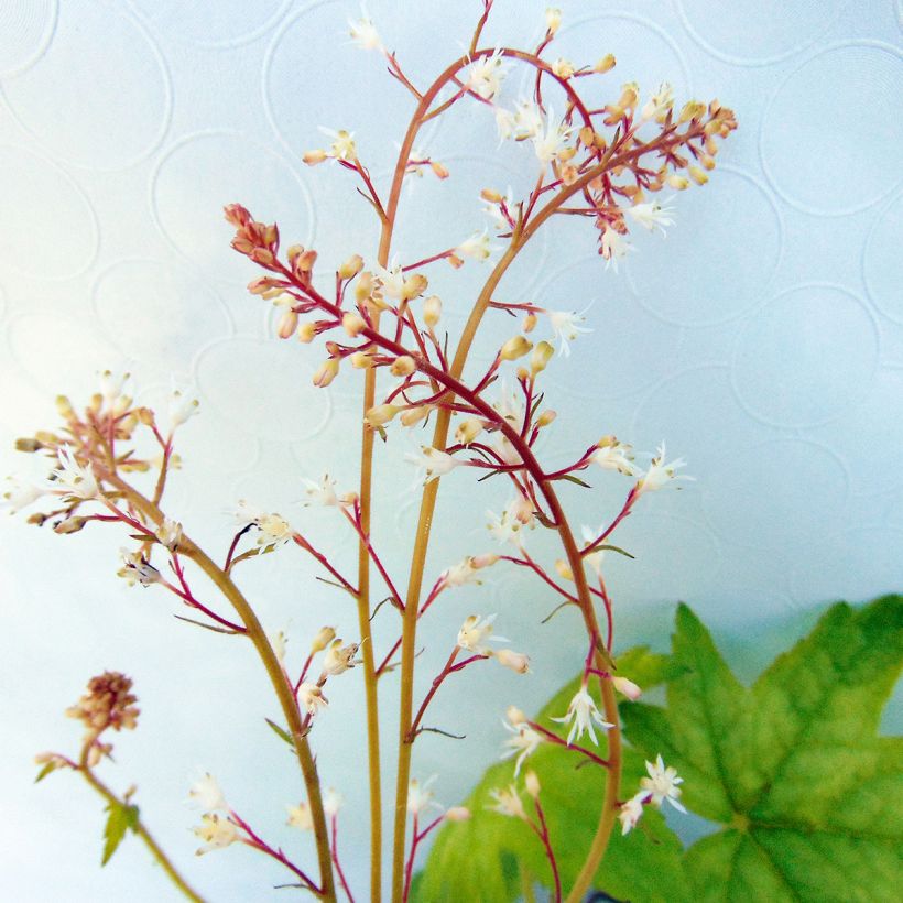 Heucherella Alabama sunrise - Schaumglöckchen (Blüte)