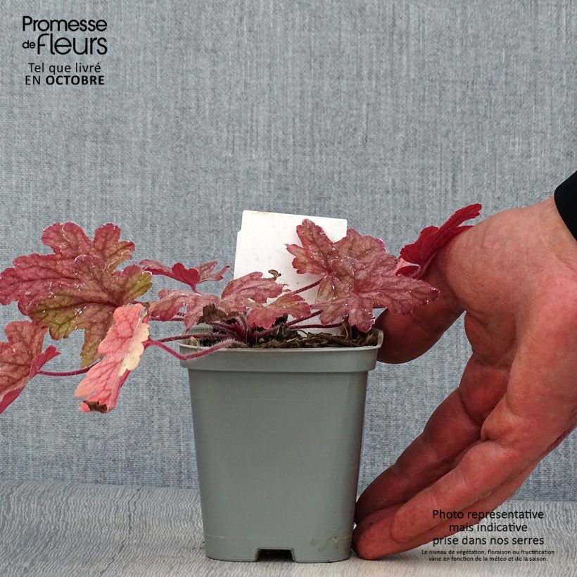 Exemplar von Heucherella Alabama sunrise Godet de 9cm wie im Herbst geliefert