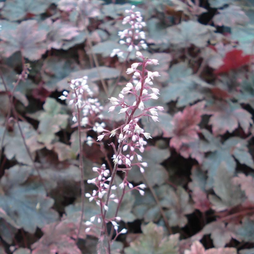 Heucherella Berry Fizz - Schaumglöckchen (Blüte)