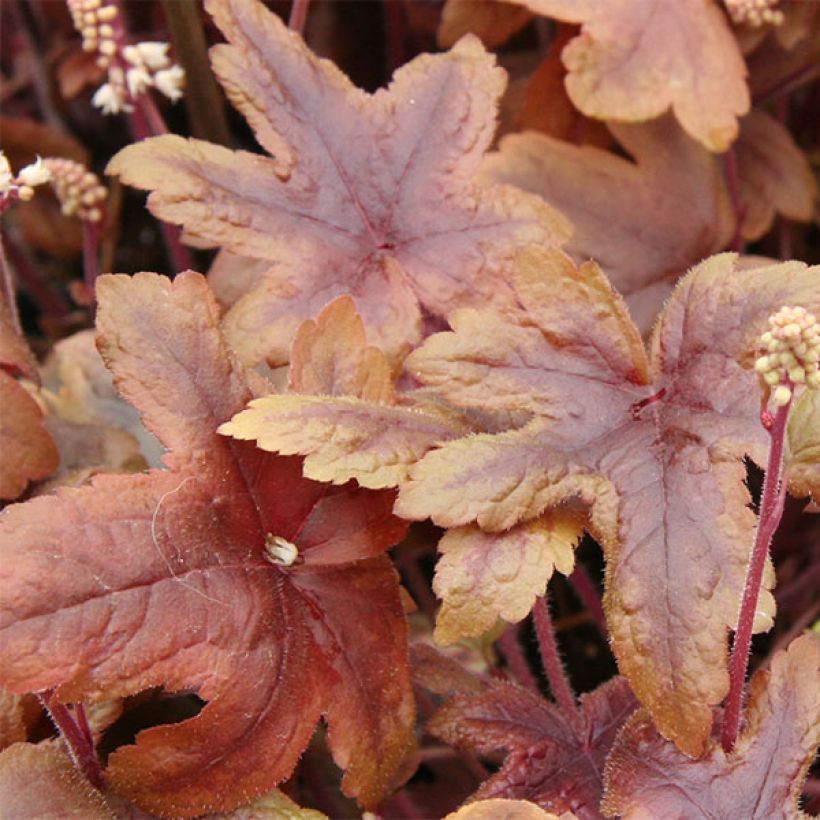 Heucherella Brass Lantern - Schaumglöckchen (Laub)