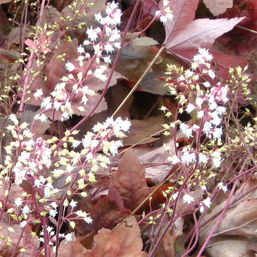 Heucherella Brass Lantern - Schaumglöckchen (Blüte)