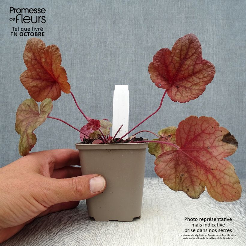 Exemplar von Heucherella Buttered Rum Godet de 9cm wie im Herbst geliefert