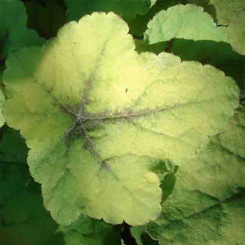 Heucherella Citrus shock - Schaumglöckchen (Laub)