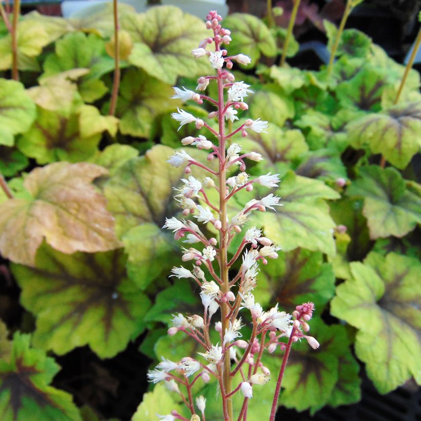 Heucherella Citrus shock - Schaumglöckchen (Blüte)