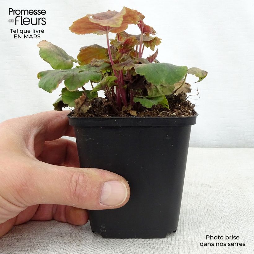 Exemplar von Heucherella Citrus shock - Schaumglöckchen Kleine Töpfe von 8/9 cm wie im Frühjahr geliefert