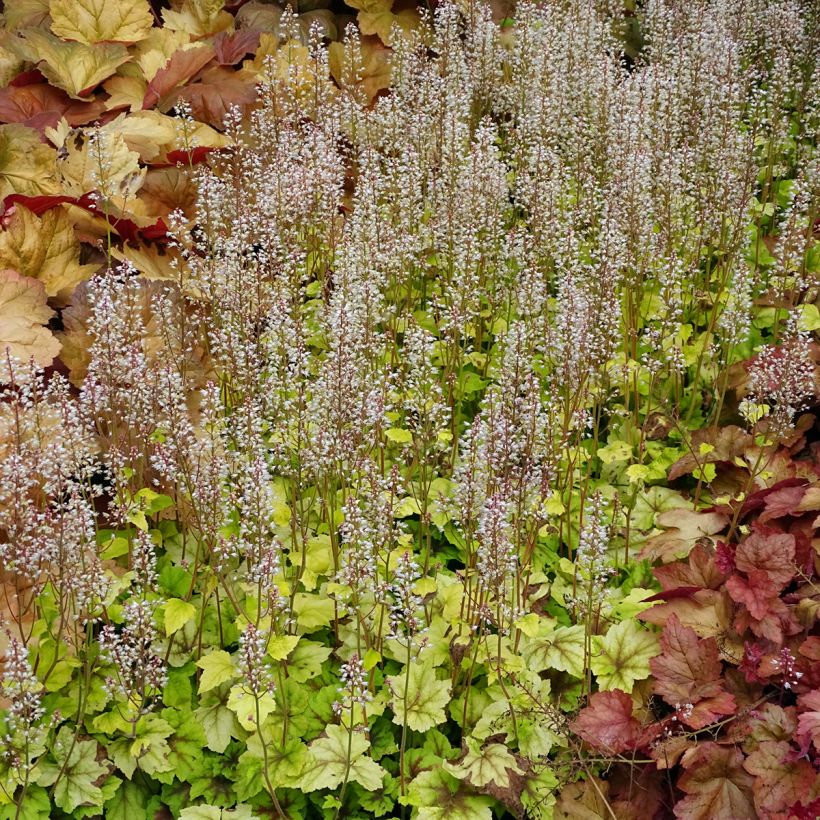 Heucherella Citrus shock - Schaumglöckchen (Hafen)