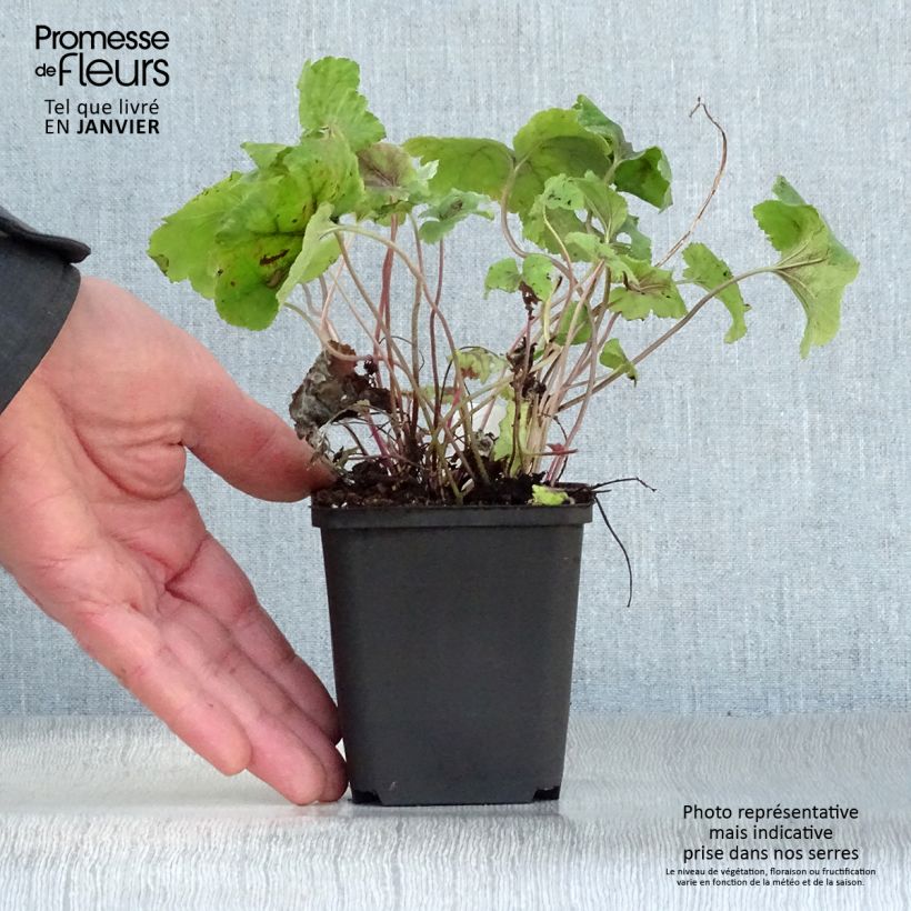 Exemplar von Heucherella Citrus shock  Godet de 9cm wie im Winter geliefert