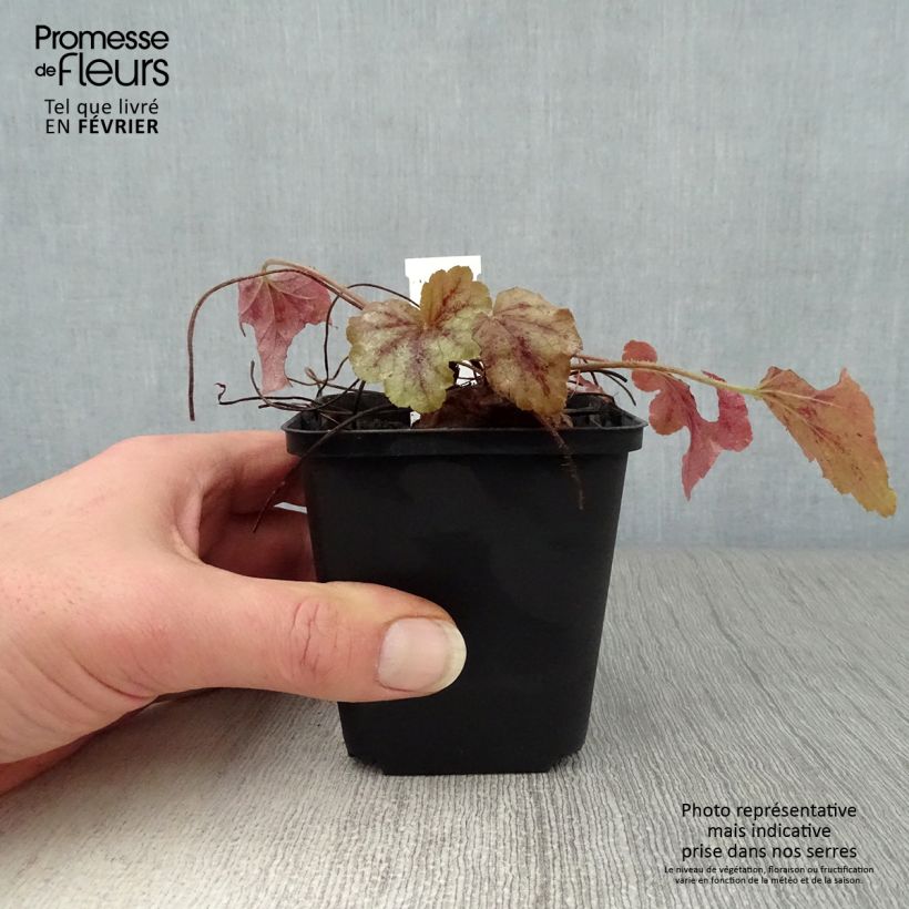 Exemplar von Heucherella Copper Cascade Godet de 9cm wie im Winter geliefert