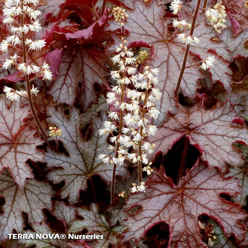 Heucherella Cracked Ice - Schaumglöckchen (Laub)