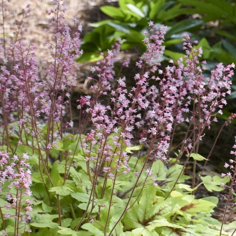 Heucherella Eye Spy - Schaumglöckchen (Blüte)