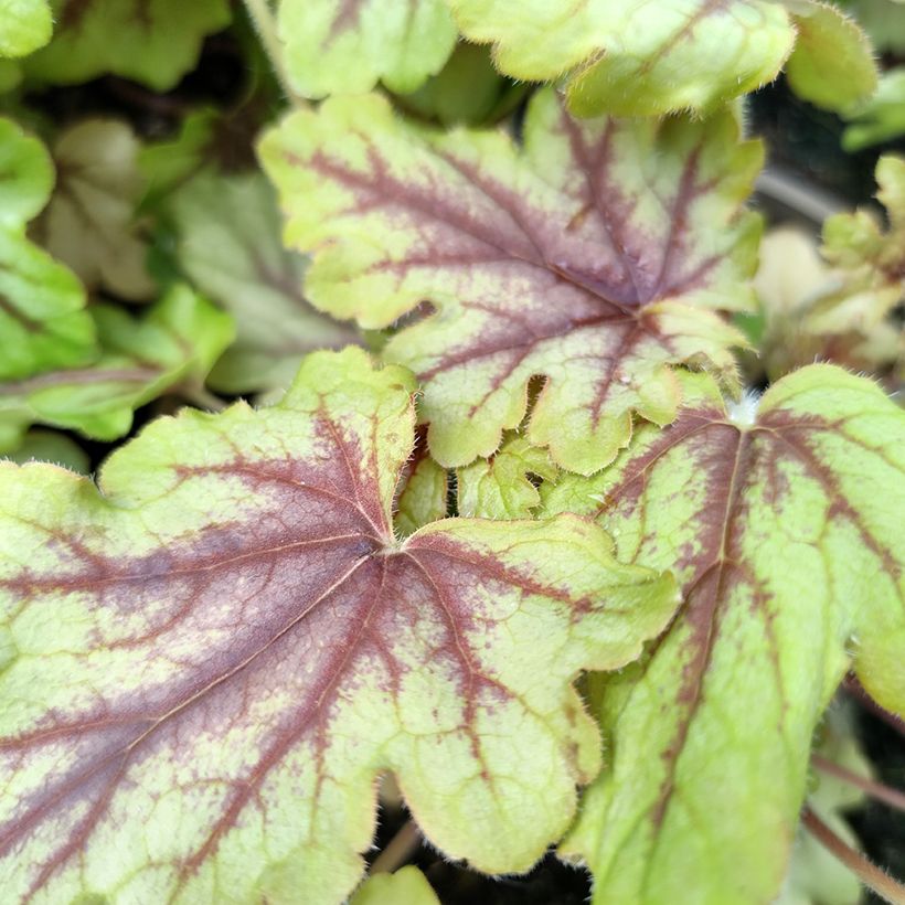 Heucherella Eye Spy - Schaumglöckchen (Laub)