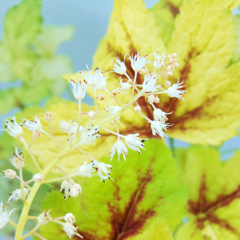 Heucherella Golden Zebra - Schaumglöckchen (Blüte)